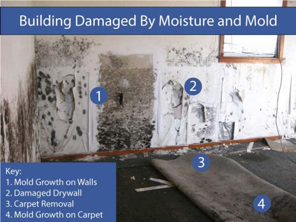 Mold Removal Specialists